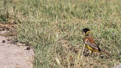 Black-headed Bunting