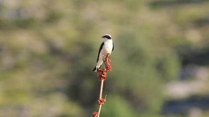 Black-eared Wheatear
