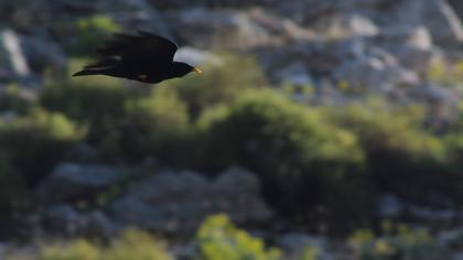 Alpine Chough