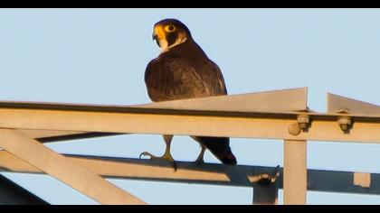 Peregrine Falcon