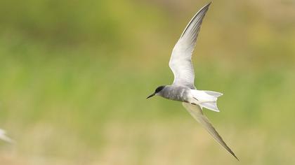 Black Tern