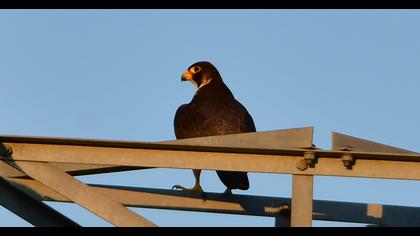 Peregrine Falcon