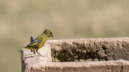 European Greenfinch