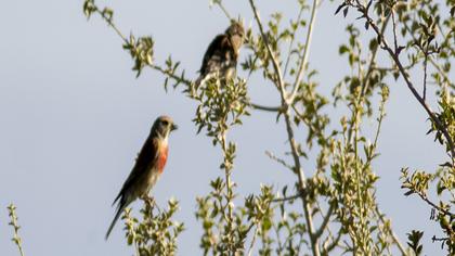 Common Linnet