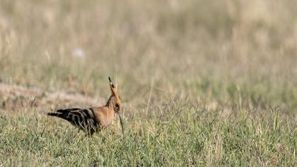 Eurasian Hoopoe