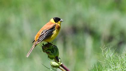 Black-headed Bunting