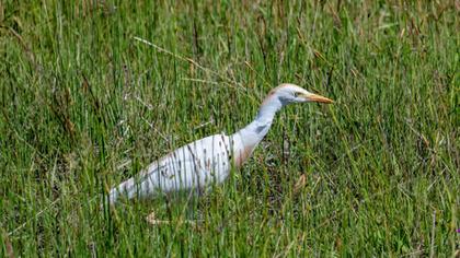 Western Cattle Egret
