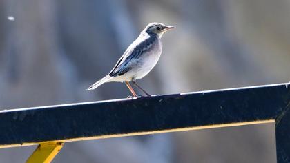 White Wagtail