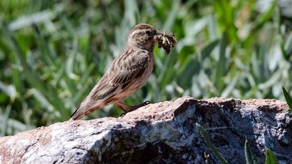 Rock Sparrow