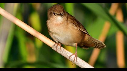 Savi`s Warbler