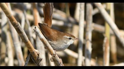 Cetti`s Warbler