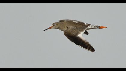 Common Redshank