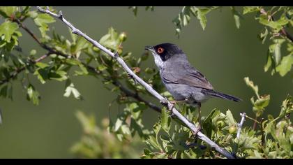 Sardinian Warbler