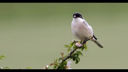 Lesser Grey Shrike