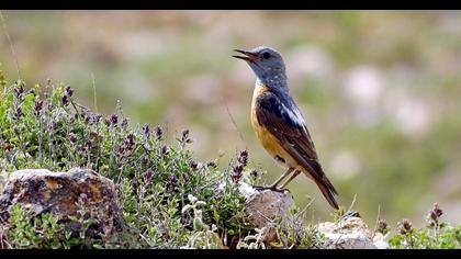 Common Rock Thrush