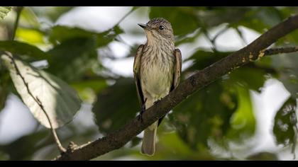 Spotted Flycatcher