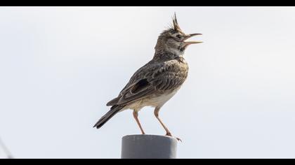 Crested Lark