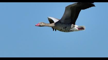 Greylag Goose