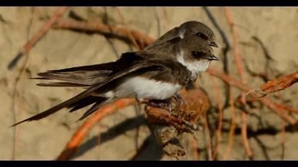 Sand Martin