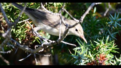 Eastern Olivaceous Warbler