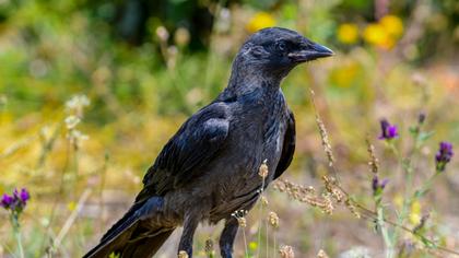 Western Jackdaw