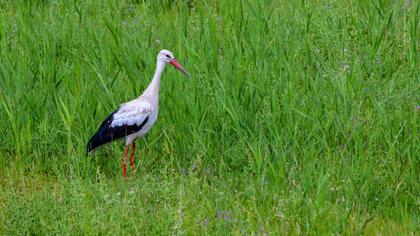 White Stork
