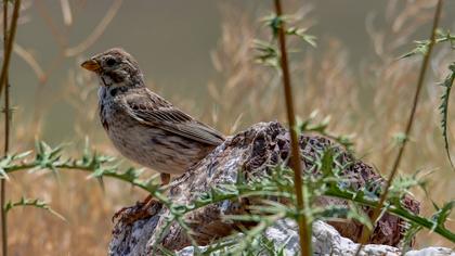 Corn Bunting