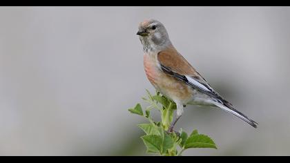 Common Linnet