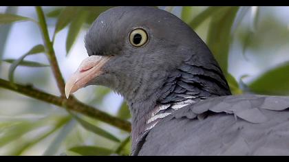 Common Wood Pigeon