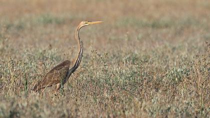 Purple Heron