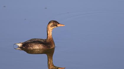 Little Grebe