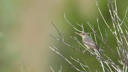 Olive-tree Warbler