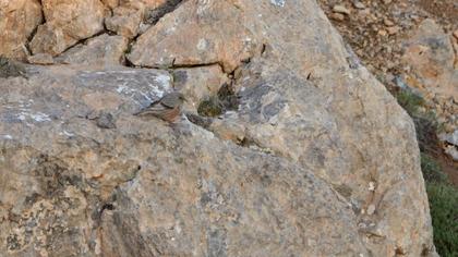 Alpine Accentor