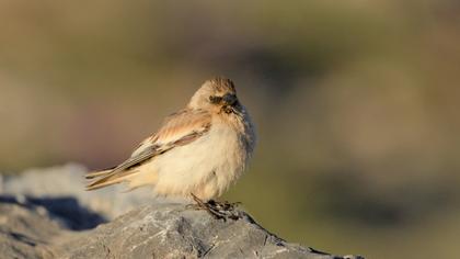 White-winged Snowfinch