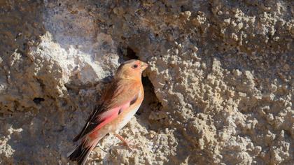 Eurasian Crimson-winged Finch