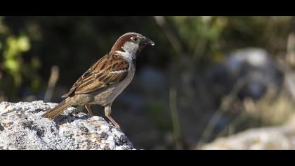 House Sparrow