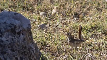 Rufous-tailed Scrub Robin