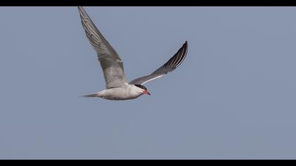 Common Tern