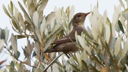 Olive-tree Warbler