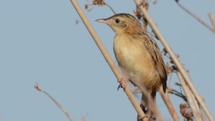 Zitting Cisticola