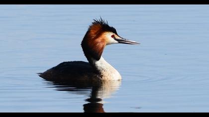 Great Crested Grebe