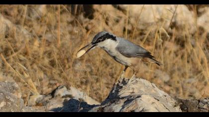 Eastern Rock Nuthatch