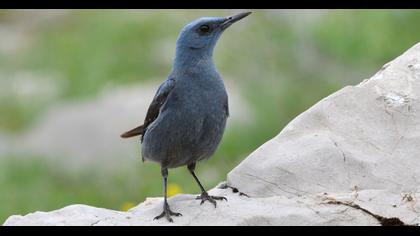 Blue Rock Thrush
