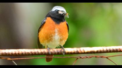 Common Redstart
