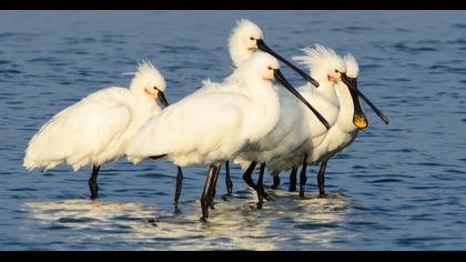 Eurasian Spoonbill