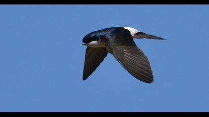 Common House Martin
