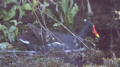 Common Moorhen
