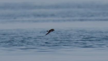 European Storm Petrel