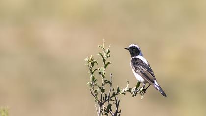 Black-eared Wheatear