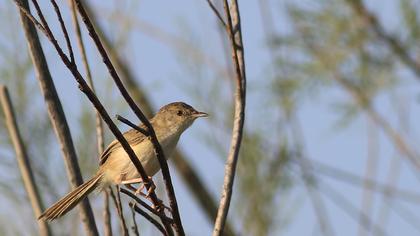 Delicate prinia
